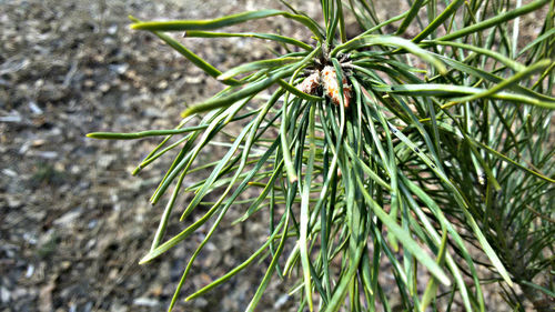 Close-up of pine leaves