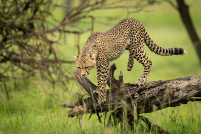 Cheetah cub ready to jump off log