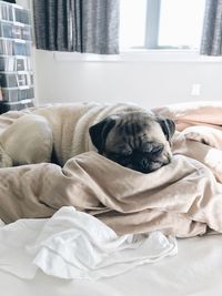 Close-up of dog resting