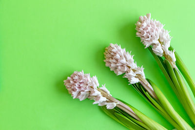 Three hyacinth flowers on bright green background with copy space for text. happy easter.