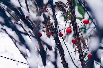 Low angle view of red berries on tree