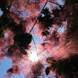 Low angle view of trees against sky