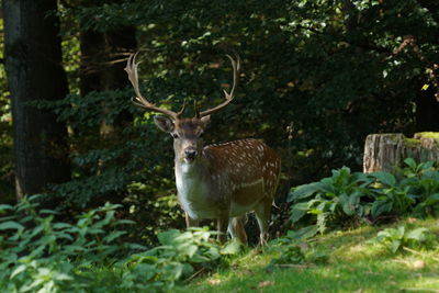 Deer in a forest