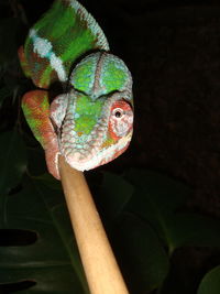 Close-up of a lizard