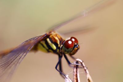 Close-up of fly