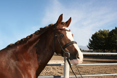 Horse standing in ranch against sky