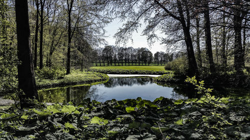 Small pond amidst trees on field