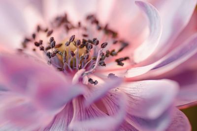 Extreme close-up of pink flower