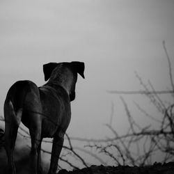 Dog standing against clear sky