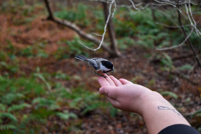 Hand holding bird flying against blurred background