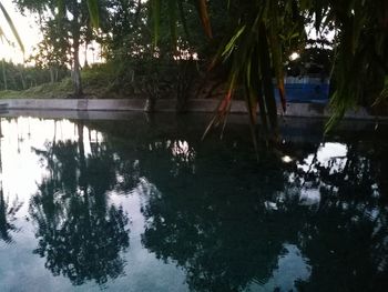 Reflection of trees in lake