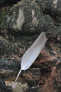 Close-up of feather on tree