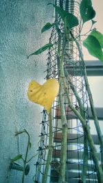 Close-up of yellow leaf