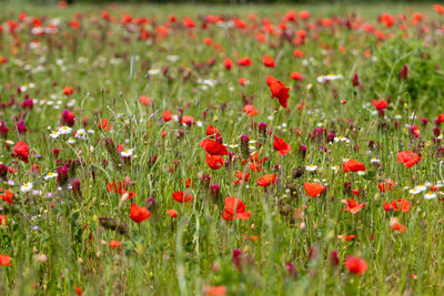 Close-up of red poppy flowers in field