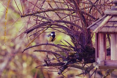 Low angle view of bird perching on tree