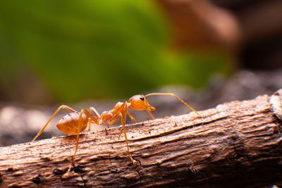 Close-up of ant on wood