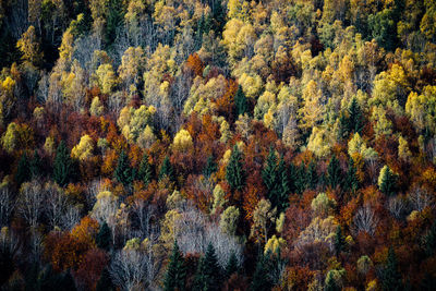 Full frame shot of pine trees in forest during autumn