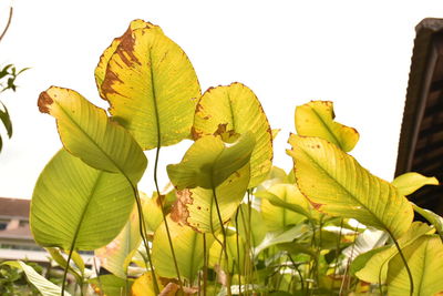 Close-up of yellow leaves against clear sky