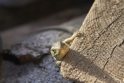 Close-up of frog on tree trunk