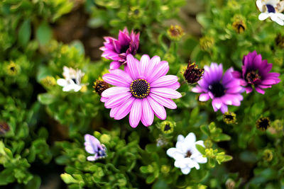 Close-up of pink flowers