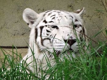 Close-up of white tiger on grassy field