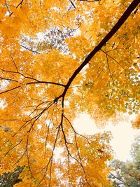 Low angle view of maple tree