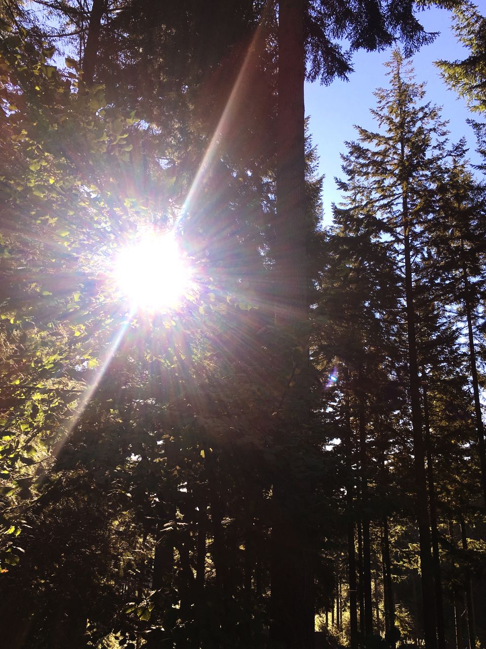 SUN STREAMING THROUGH TREES IN FOREST