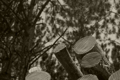 Low section of woman holding umbrella against trees in forest