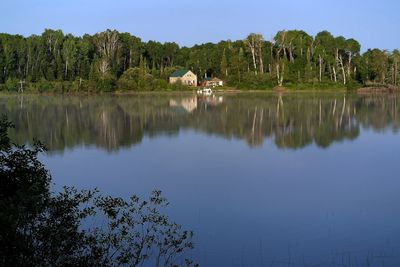 Trees growing by calm lake