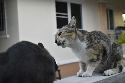 Close-up of two cats at home