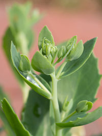 Close-up of succulent plant