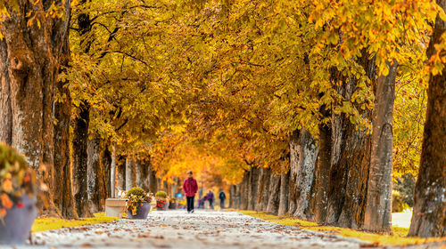 People walking on yellow autumn trees