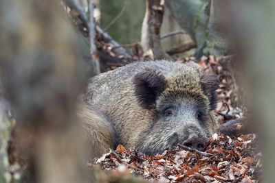 Close-up of an animal on field