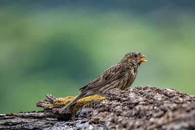 Close-up of bird perching on rock