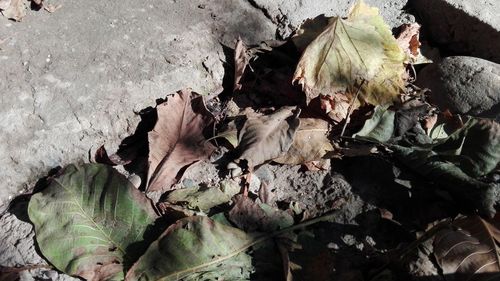 High angle view of dry leaves