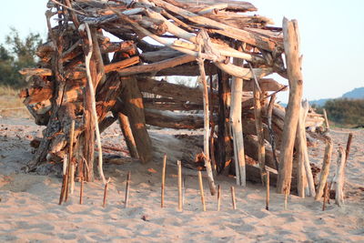 Wooden logs on field against trees in forest