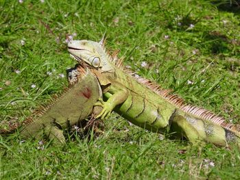 Closeup of a territorial fight