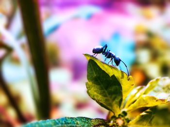 Close-up of butterfly pollinating on flower