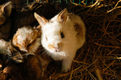 Close-up of cats