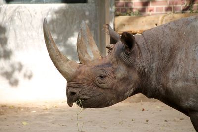 Close-up of rhinoceros