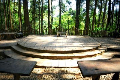 Bamboo trees in forest