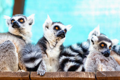 Portrait of lemurs sitting in cage