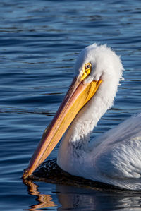 Close-up of pelican in sea