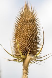 Close-up of thistle against clear sky