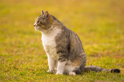 Cat sitting on grass in park