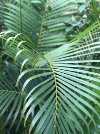 Close-up of palm tree leaves