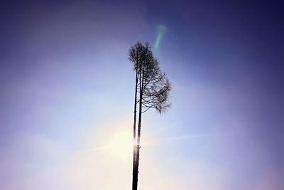 Low angle view of silhouette plant on field against sky at sunset