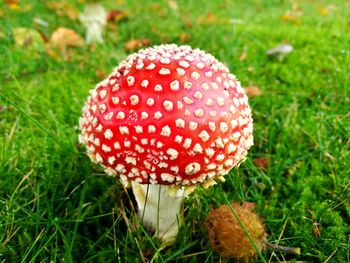 Close-up of fly agaric mushroom on field