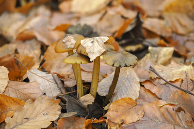 Close-up of mushroom growing on field