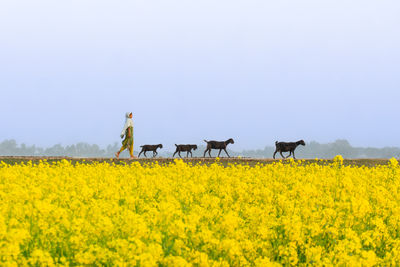 Scenic view of oilseed rape field against clear sky